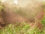 image of grave number 808289